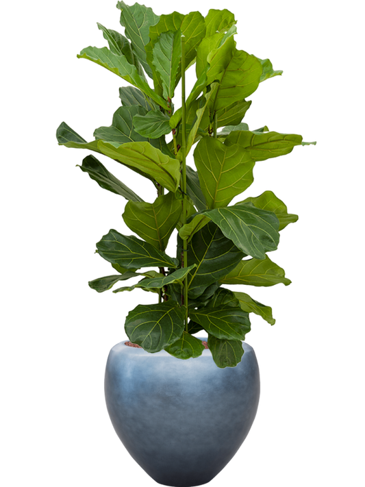 Ficus lyrata in Baq Metallic Silver leaf Office Plant With Pot 145cm Height 33cm Dia