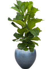 Ficus lyrata in Baq Metallic Silver leaf Office Plant With Pot 145cm Height 33cm Dia