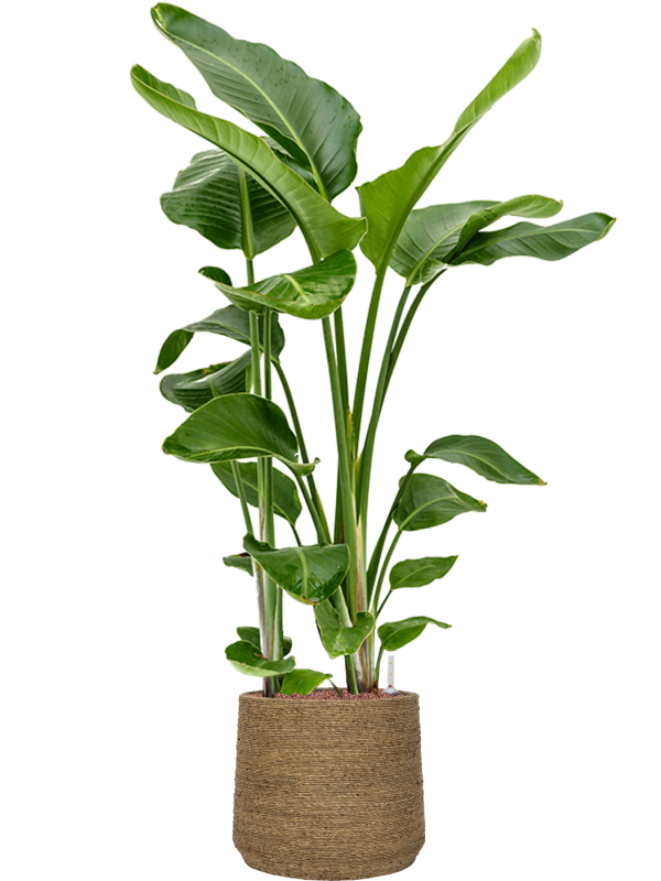 Strelitzia nicolai in Bohemian Office Plant With Pot 138cm Height 32cm Dia