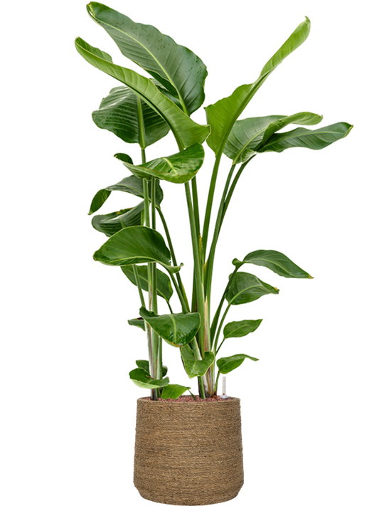 Strelitzia nicolai in Bohemian Office Plant With Pot 138cm Height 32cm Dia