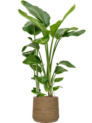 Strelitzia nicolai in Bohemian Office Plant With Pot 138cm Height 32cm Dia