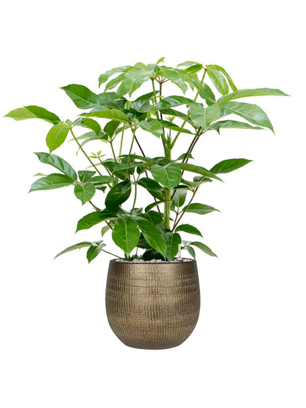 Schefflera actinophylla 'Amate' in Ryan Office Plant With Pot 108cm Height 28cm Dia