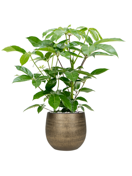 Schefflera actinophylla 'Amate' in Ryan Office Plant With Pot 108cm Height 28cm Dia