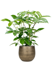 Schefflera actinophylla 'Amate' in Ryan Office Plant With Pot 108cm Height 28cm Dia