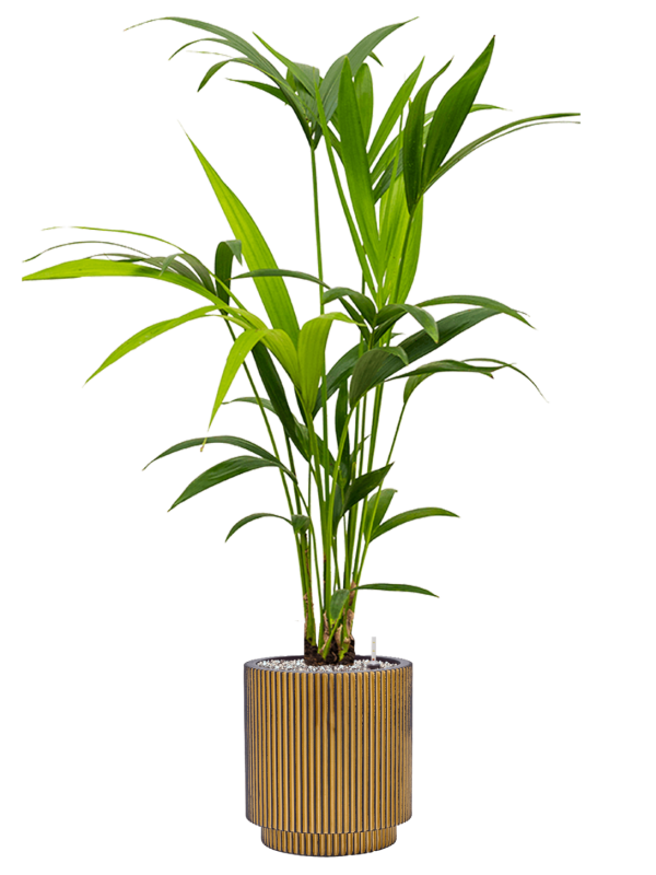 Kentia (Howea) forsteriana in Capi Nature Groove Office Plant With Pot 103cm Height 21cm Dia