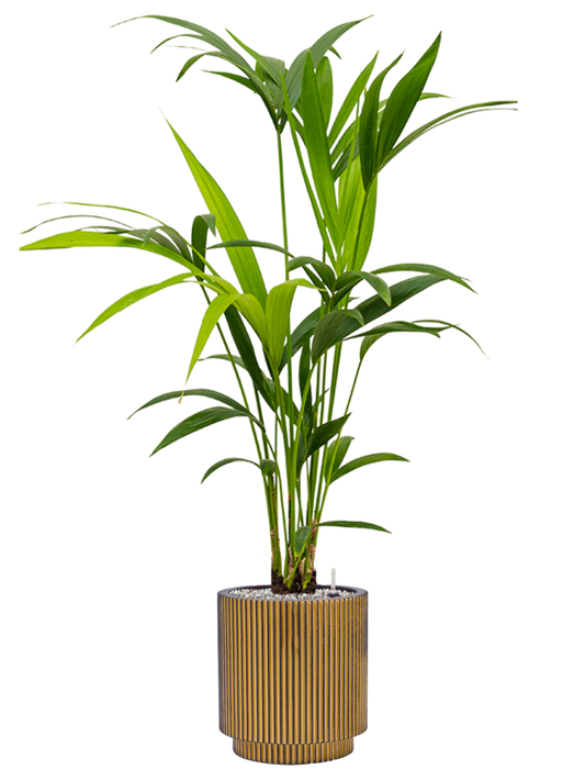 Kentia (Howea) forsteriana in Capi Nature Groove Office Plant With Pot 103cm Height 21cm Dia