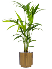 Kentia (Howea) forsteriana in Capi Nature Groove Office Plant With Pot 103cm Height 21cm Dia