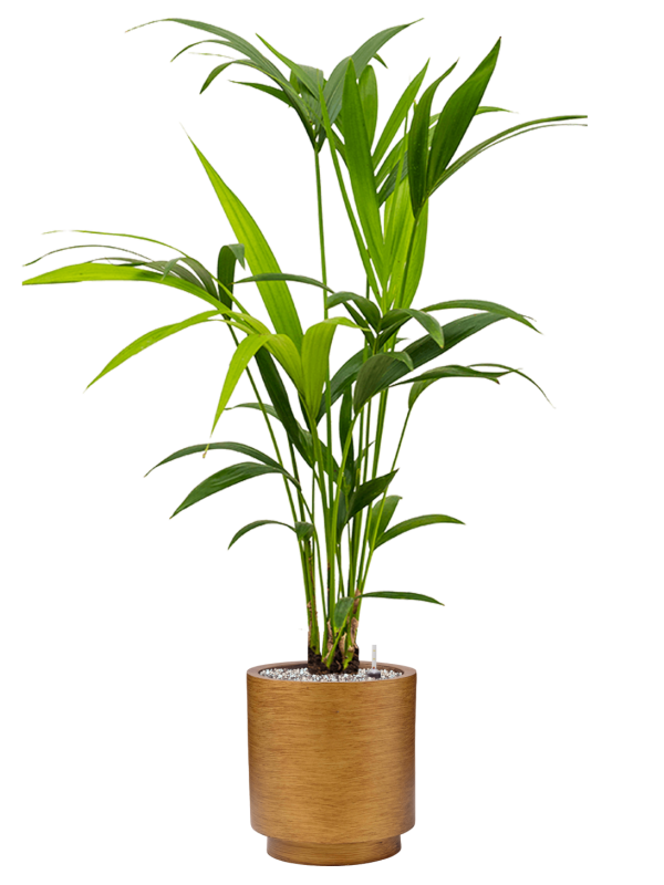 Kentia (Howea) forsteriana in Capi Lux Retro Office Plant With Pot 103cm Height 21cm Dia