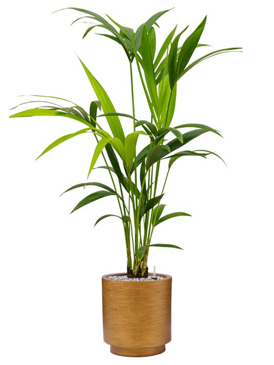 Kentia (Howea) forsteriana in Capi Lux Retro Office Plant With Pot 103cm Height 21cm Dia