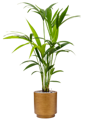 Kentia (Howea) forsteriana in Capi Lux Retro Office Plant With Pot 103cm Height 21cm Dia