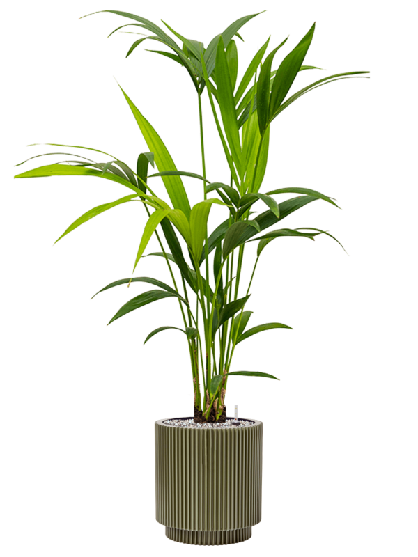 Kentia (Howea) forsteriana in Capi Nature Groove Special Office Plant With Pot 103cm Height 20.5cm Dia