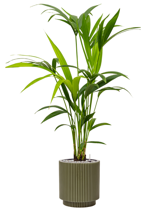 Kentia (Howea) forsteriana in Capi Nature Groove Special Office Plant With Pot 103cm Height 20.5cm Dia