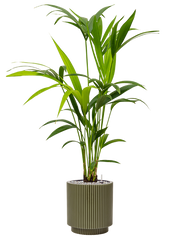 Kentia (Howea) forsteriana in Capi Nature Groove Special Office Plant With Pot 103cm Height 20.5cm Dia