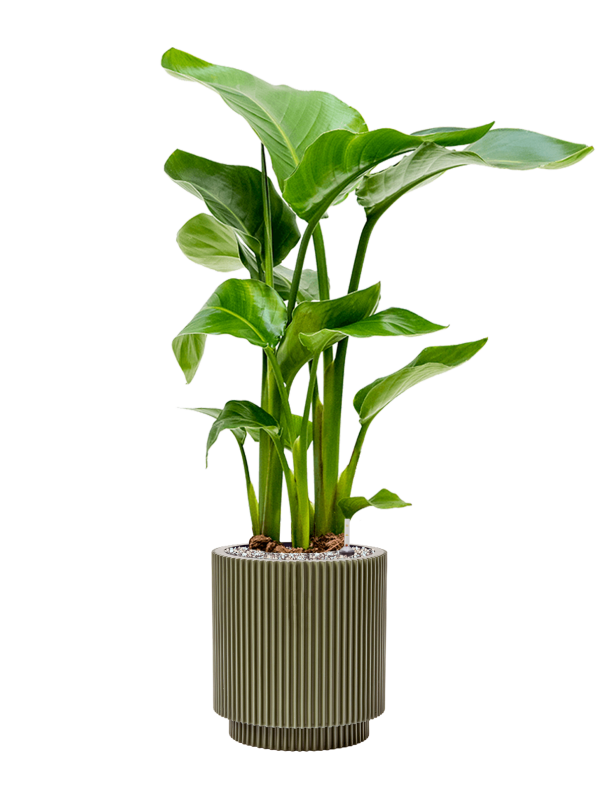 Strelitzia nicolai in Capi Nature Groove Special Office Plant With Pot 84cm Height 20.5cm Dia