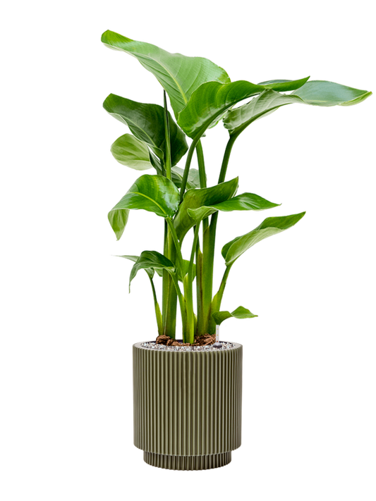 Strelitzia nicolai in Capi Nature Groove Special Office Plant With Pot 84cm Height 20.5cm Dia