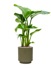 Strelitzia nicolai in Capi Nature Groove Special Office Plant With Pot 84cm Height 20.5cm Dia