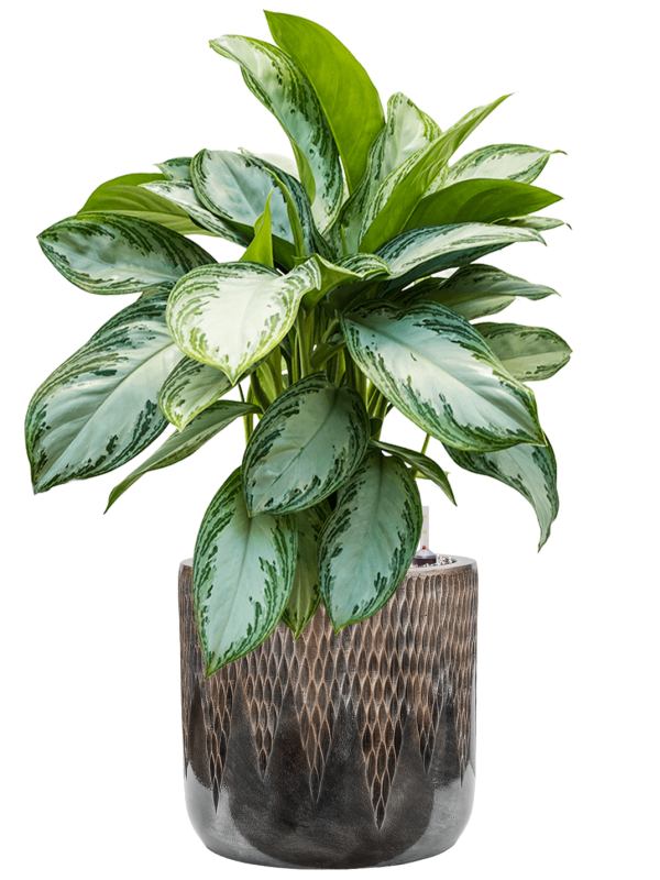 Aglaonema 'Silver Bay' in Baq Luxe Lite Universe Comet Office Plant With Pot 83cm Height 28cm Dia