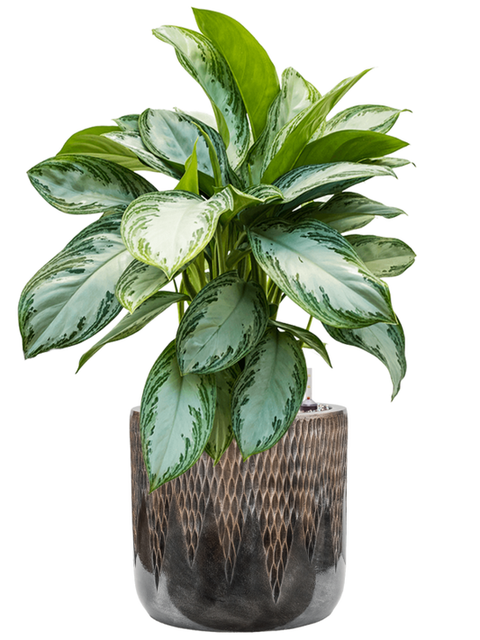 Aglaonema 'Silver Bay' in Baq Luxe Lite Universe Comet Office Plant With Pot 83cm Height 28cm Dia