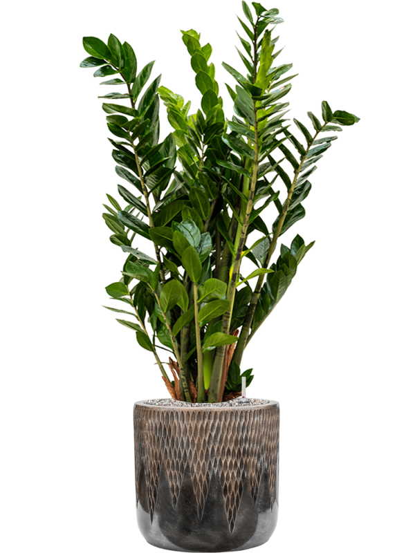 Zamioculcas zamiifolia in Baq Luxe Lite Universe Comet Office Plant With Pot 110cm Height 28cm Dia