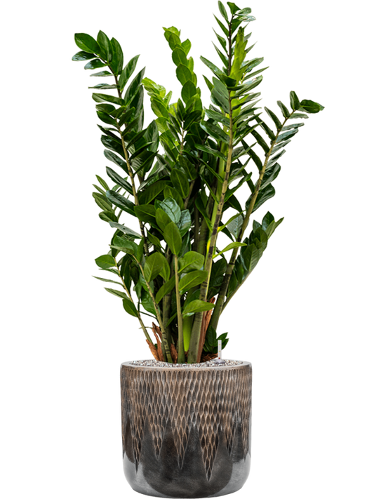 Zamioculcas zamiifolia in Baq Luxe Lite Universe Comet Office Plant With Pot 110cm Height 28cm Dia