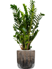 Zamioculcas zamiifolia in Baq Luxe Lite Universe Comet Office Plant With Pot 110cm Height 28cm Dia