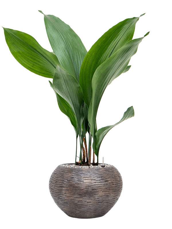 Aspidistra elatior in Baq Luxe Lite Universe Wrinkle Office Plant With Pot 79cm Height 18cm Dia