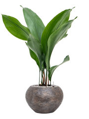 Aspidistra elatior in Baq Luxe Lite Universe Wrinkle Office Plant With Pot 79cm Height 18cm Dia