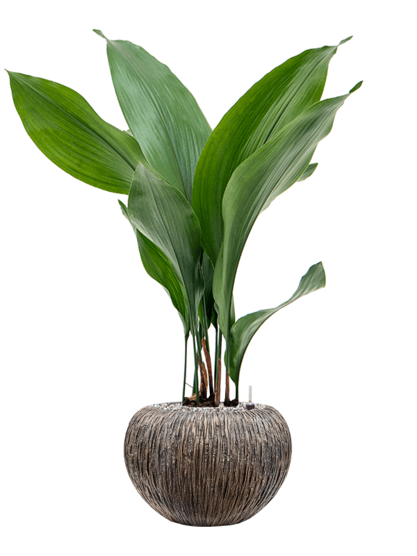 Aspidistra elatior in Baq Luxe Lite Universe Waterfall Office Plant With Pot 79cm Height 18cm Dia