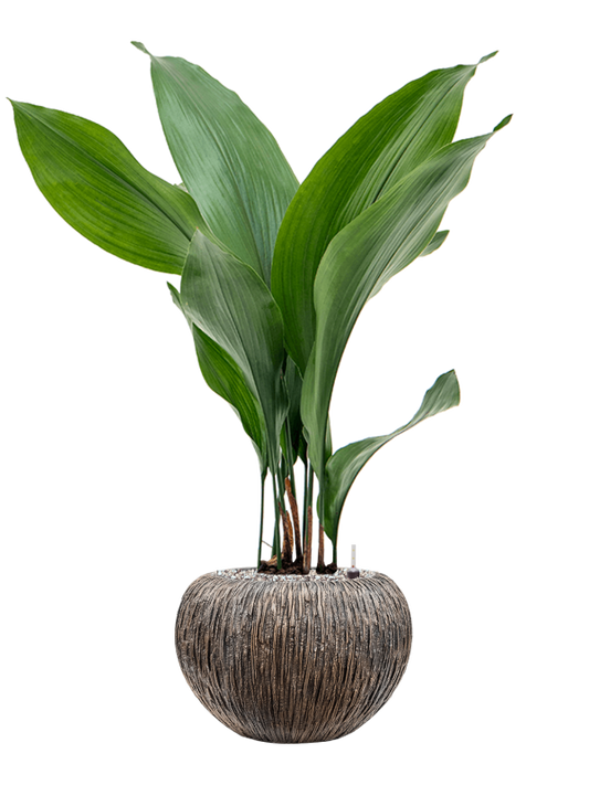 Aspidistra elatior in Baq Luxe Lite Universe Waterfall Office Plant With Pot 79cm Height 18cm Dia