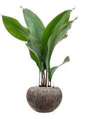 Aspidistra elatior in Baq Luxe Lite Universe Waterfall Office Plant With Pot 79cm Height 18cm Dia