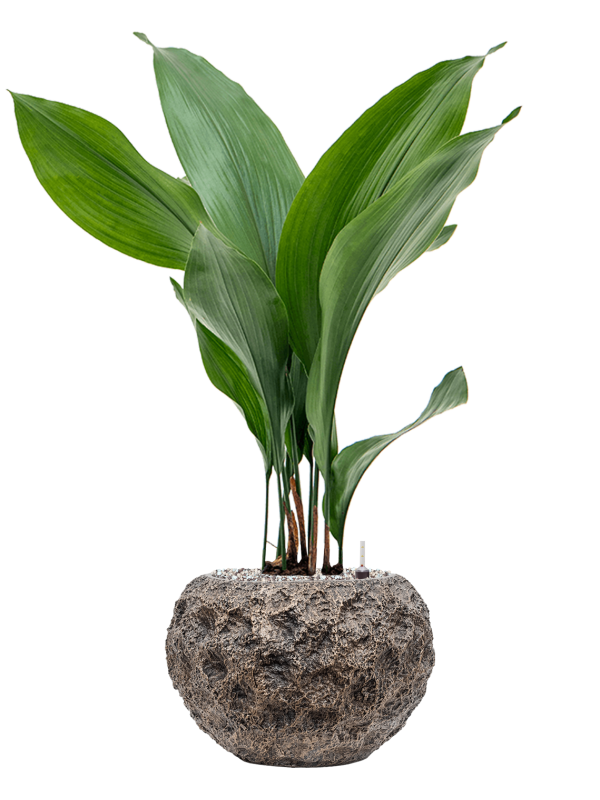 Aspidistra elatior in Baq Luxe Lite Universe Moon Office Plant With Pot 79cm Height 18cm Dia