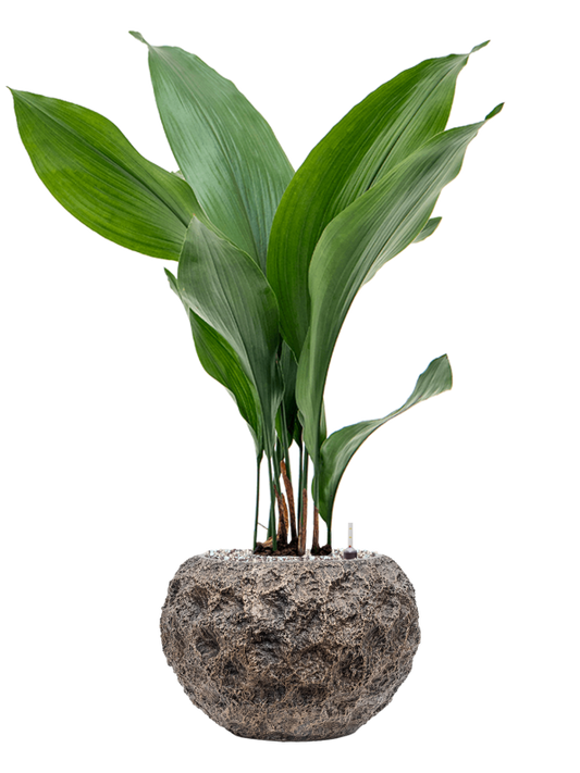 Aspidistra elatior in Baq Luxe Lite Universe Moon Office Plant With Pot 79cm Height 18cm Dia