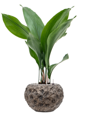 Aspidistra elatior in Baq Luxe Lite Universe Moon Office Plant With Pot 79cm Height 18cm Dia