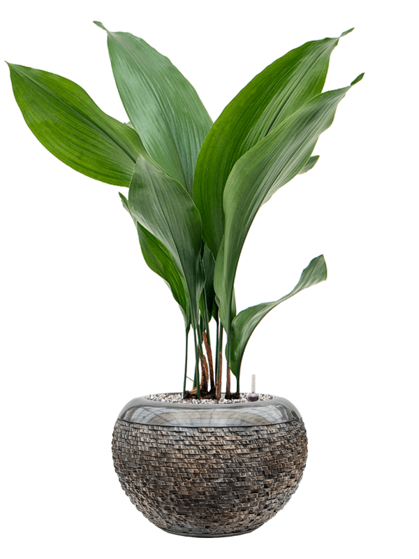 Aspidistra elatior in Baq Luxe Lite Universe Layer Office Plant With Pot 79cm Height 18cm Dia