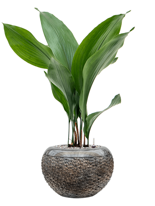 Aspidistra elatior in Baq Luxe Lite Universe Layer Office Plant With Pot 79cm Height 18cm Dia