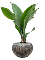 Aspidistra elatior in Baq Luxe Lite Universe Layer Office Plant With Pot 79cm Height 18cm Dia