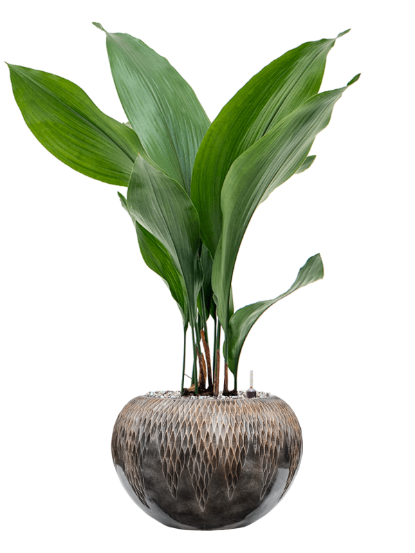 Aspidistra elatior in Baq Luxe Lite Universe Comet Office Plant With Pot 79cm Height 18cm Dia