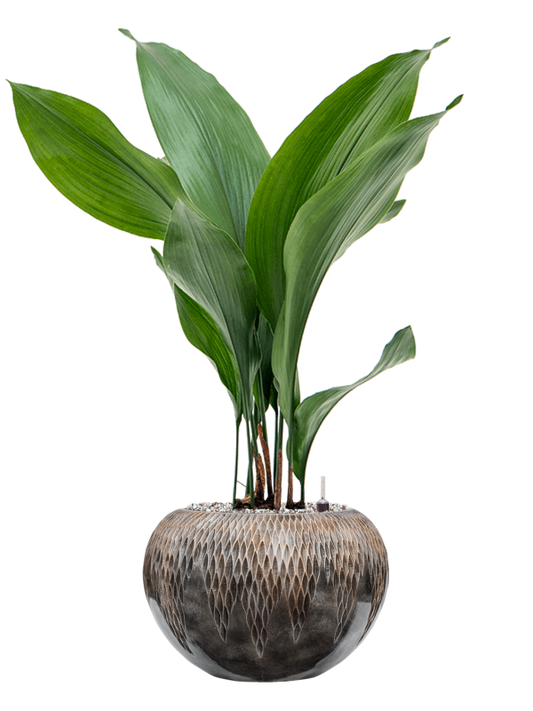 Aspidistra elatior in Baq Luxe Lite Universe Comet Office Plant With Pot 79cm Height 18cm Dia