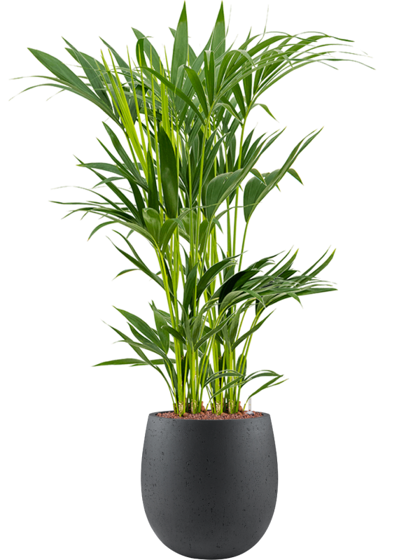 Kentia (Howea) forsteriana in Grigio Office Plant With Pot 111cm Height 23cm Dia