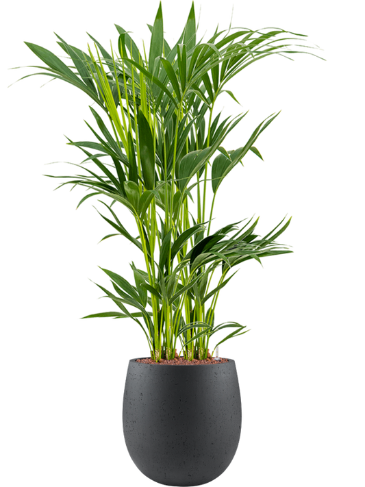 Kentia (Howea) forsteriana in Grigio Office Plant With Pot 111cm Height 23cm Dia