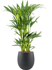 Kentia (Howea) forsteriana in Grigio Office Plant With Pot 111cm Height 23cm Dia