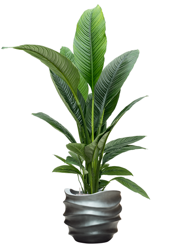 Spathiphyllum 'Sensation' in Baq Gradient Lee Office Plant With Pot 159cm Height 28.1cm Dia