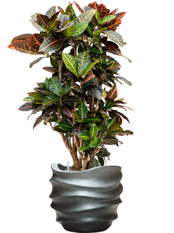 Croton (Codiaeum) variegatum 'Petra' in Baq Gradient Lee Office Plant With Pot 122cm Height 28.1cm Dia