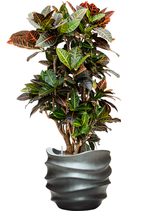 Croton (Codiaeum) variegatum 'Petra' in Baq Gradient Lee Office Plant With Pot 122cm Height 28.1cm Dia