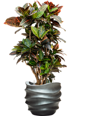 Croton (Codiaeum) variegatum 'Petra' in Baq Gradient Lee Office Plant With Pot 122cm Height 28.1cm Dia