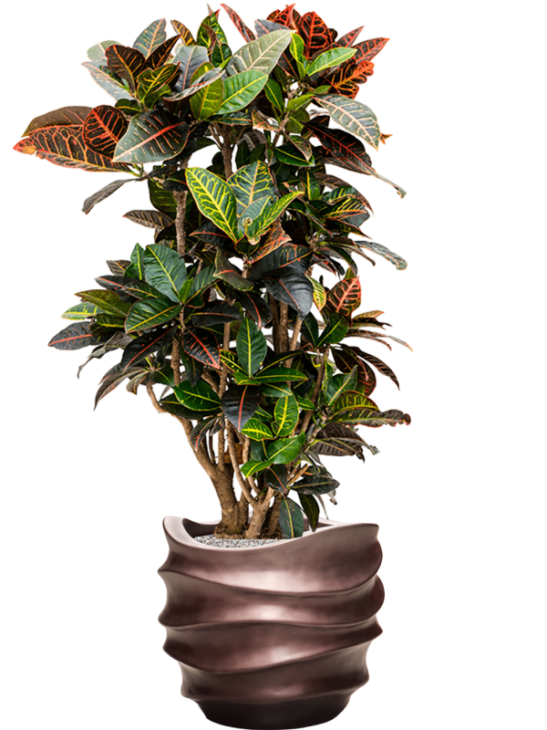 Croton (Codiaeum) variegatum 'Petra' in Baq Gradient Lee Office Plant With Pot 122cm Height 28.1cm Dia