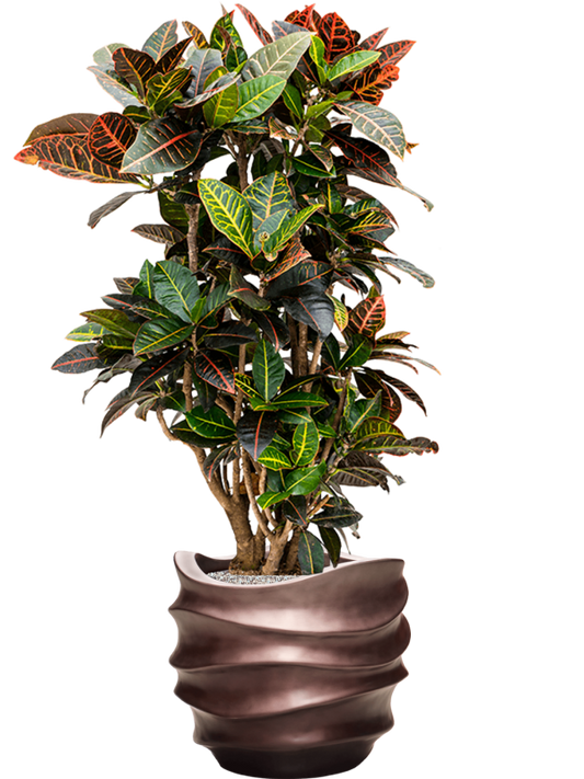 Croton (Codiaeum) variegatum 'Petra' in Baq Gradient Lee Office Plant With Pot 122cm Height 28.1cm Dia