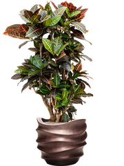 Croton (Codiaeum) variegatum 'Petra' in Baq Gradient Lee Office Plant With Pot 122cm Height 28.1cm Dia