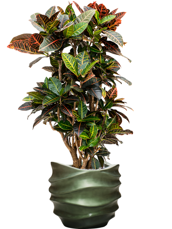 Croton (Codiaeum) variegatum 'Petra' in Baq Gradient Lee Office Plant With Pot 122cm Height 28.1cm Dia