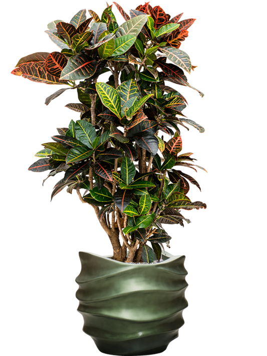 Croton (Codiaeum) variegatum 'Petra' in Baq Gradient Lee Office Plant With Pot 122cm Height 28.1cm Dia